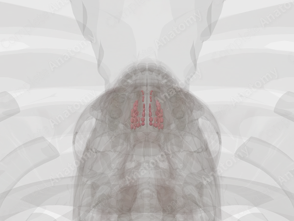 Ethmoidal Cells