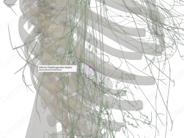 Inferior Diaphragmatic Nodes (Left)