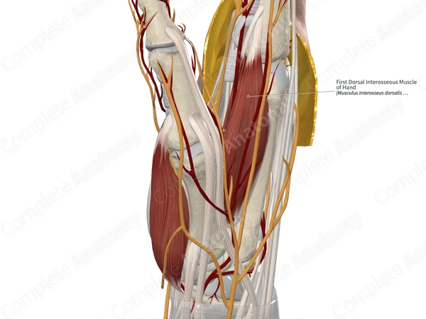 First Dorsal Interosseous Muscle of Hand 