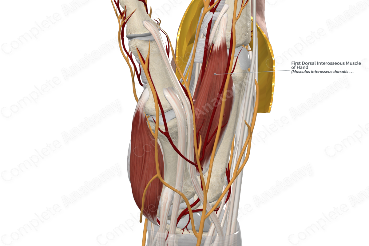First Dorsal Interosseous Muscle of Hand 