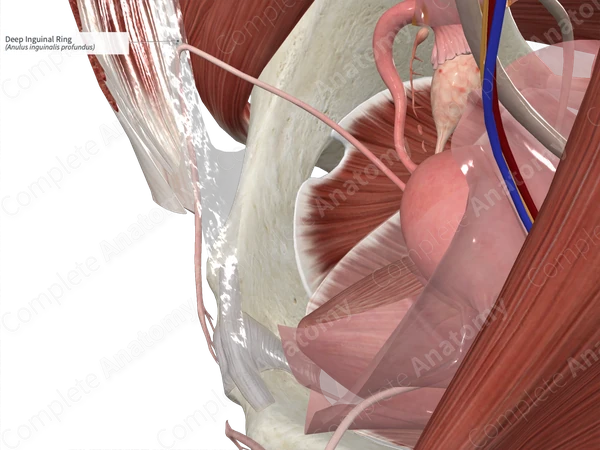 Deep Inguinal Ring