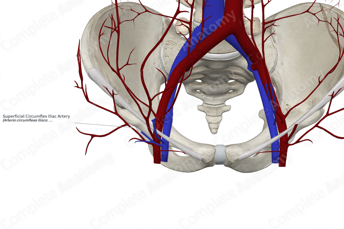 Superficial Circumflex Iliac Artery 