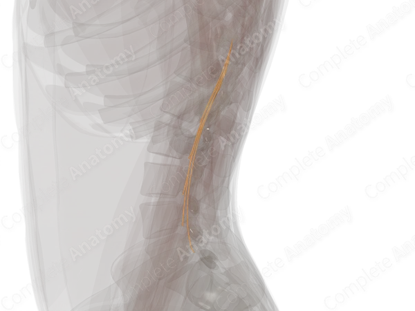 Posterior Roots of Lumbar Nerves (Left)