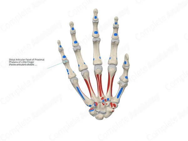 Distal Articular Facet of Proximal Phalanx of Little Finger
