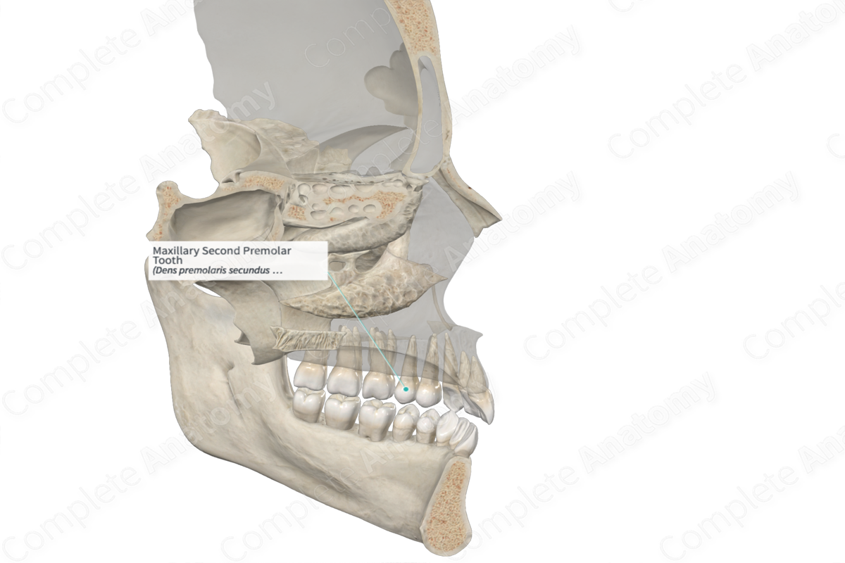 Maxillary Second Premolar Tooth 