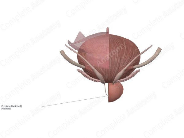 Prostate (Left Half)
