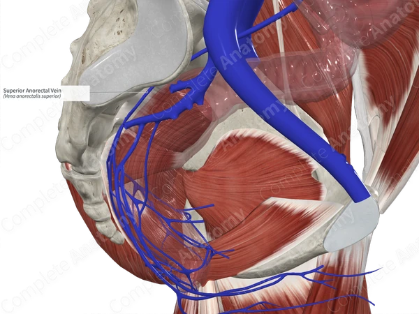 Superior Anorectal Vein