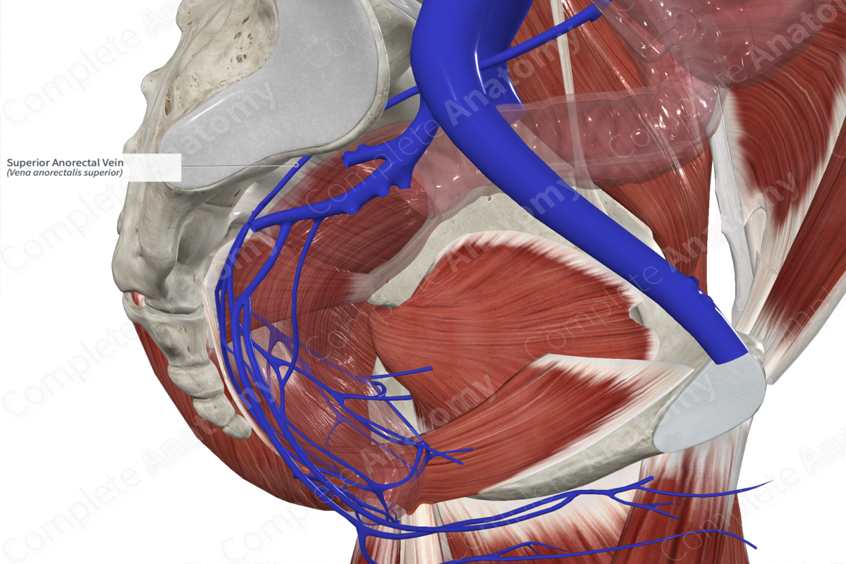 Superior Anorectal Vein