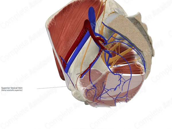 Superior Vesical Vein 