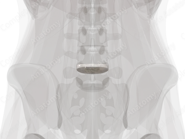 Intervertebral Disc (L4-L5)