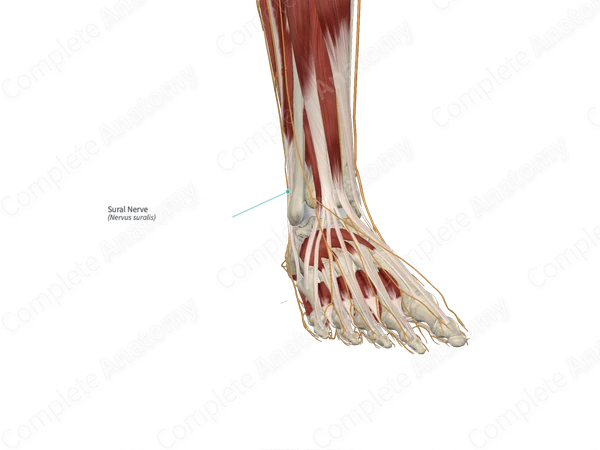 Sural Nerve 