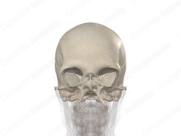 Neumocranium Bones of Neurocranium | Complete Anatomy