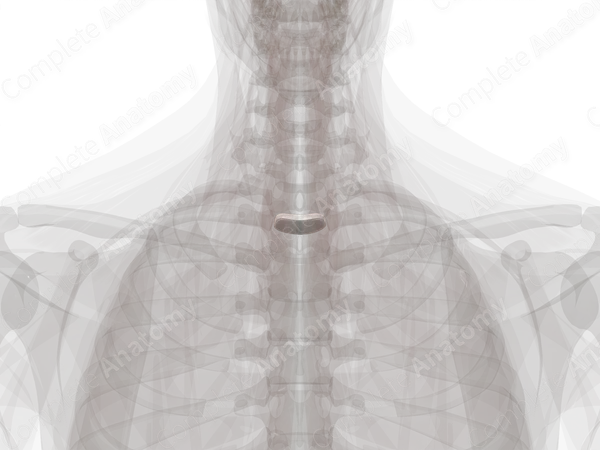 Intervertebral Symphysis (T1-T2)