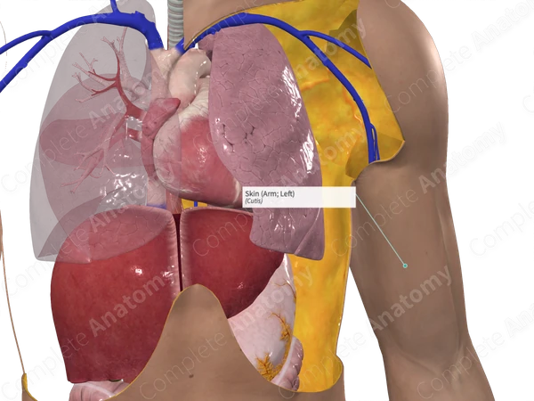 Skin (Arm; Left)