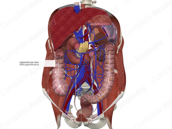 Appendicular Vein