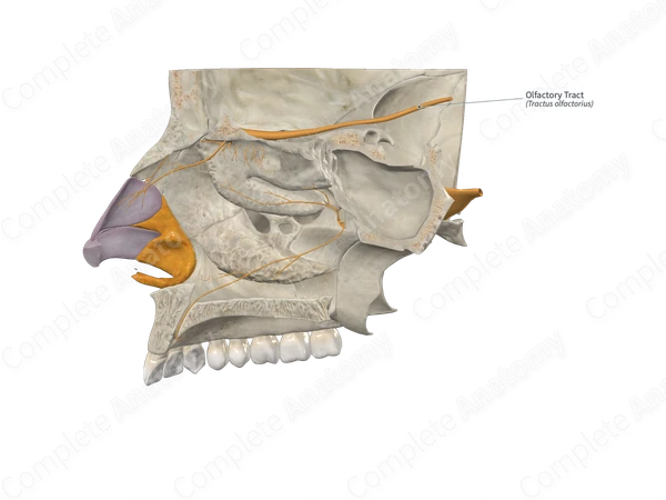 Olfactory Tract