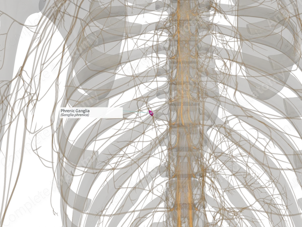 Phrenic Ganglia (Right)
