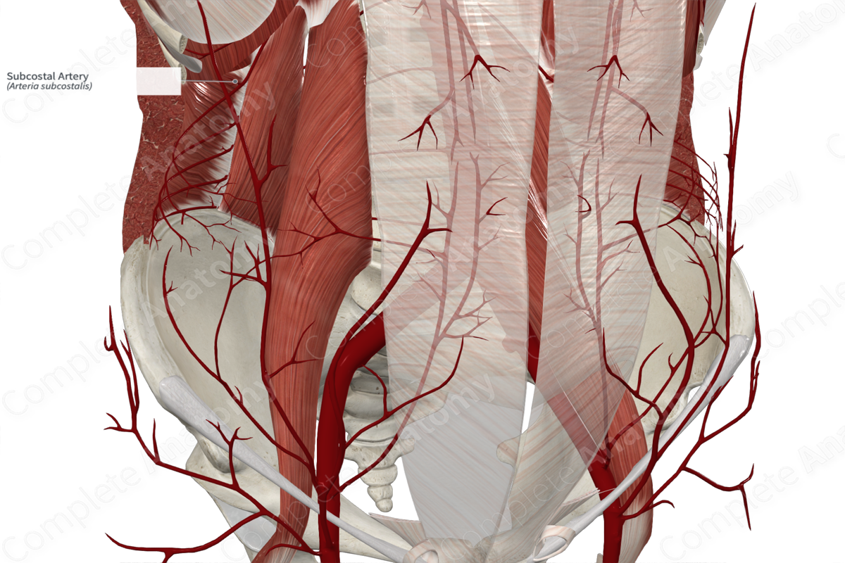 Subcostal Artery 