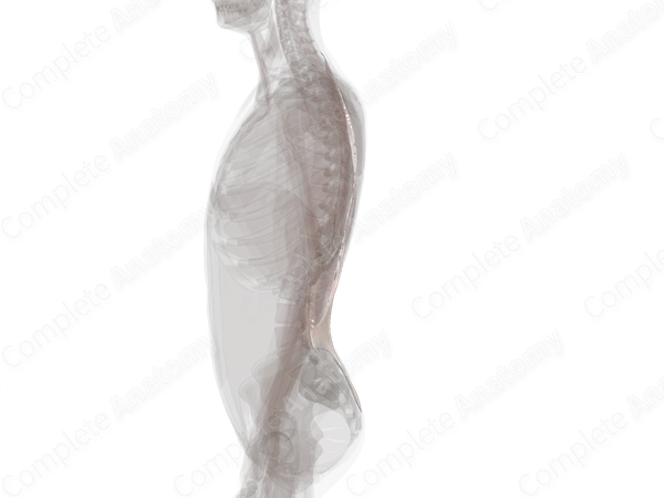 Thoracolumbar Fascia (Left)