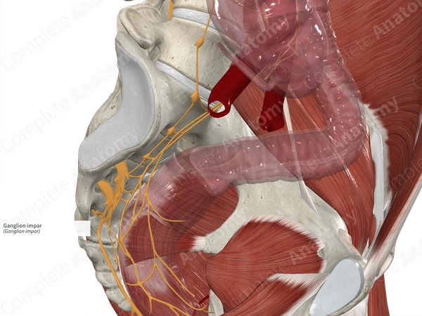 Ganglion impar