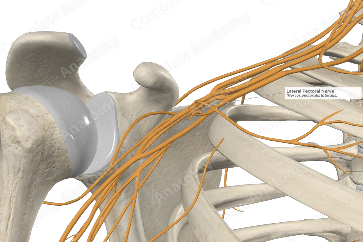 Lateral Pectoral Nerve 