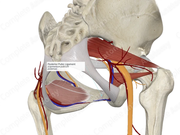 Posterior Pubic Ligament
