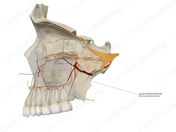 Lesser Palatine Nerves