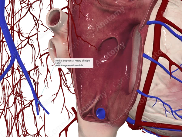 Medial Segmental Artery of Right Lung