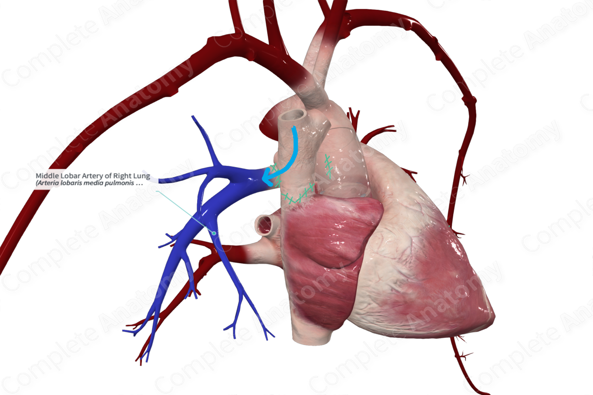Middle Lobar Artery of Right Lung
