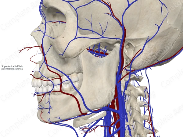 Superior Labial Vein