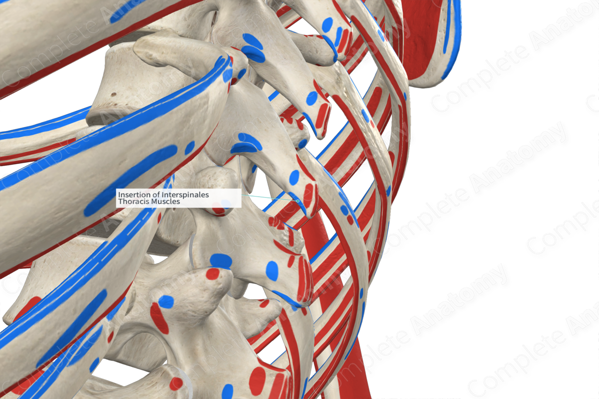 Insertion of Interspinales Thoracis Muscles