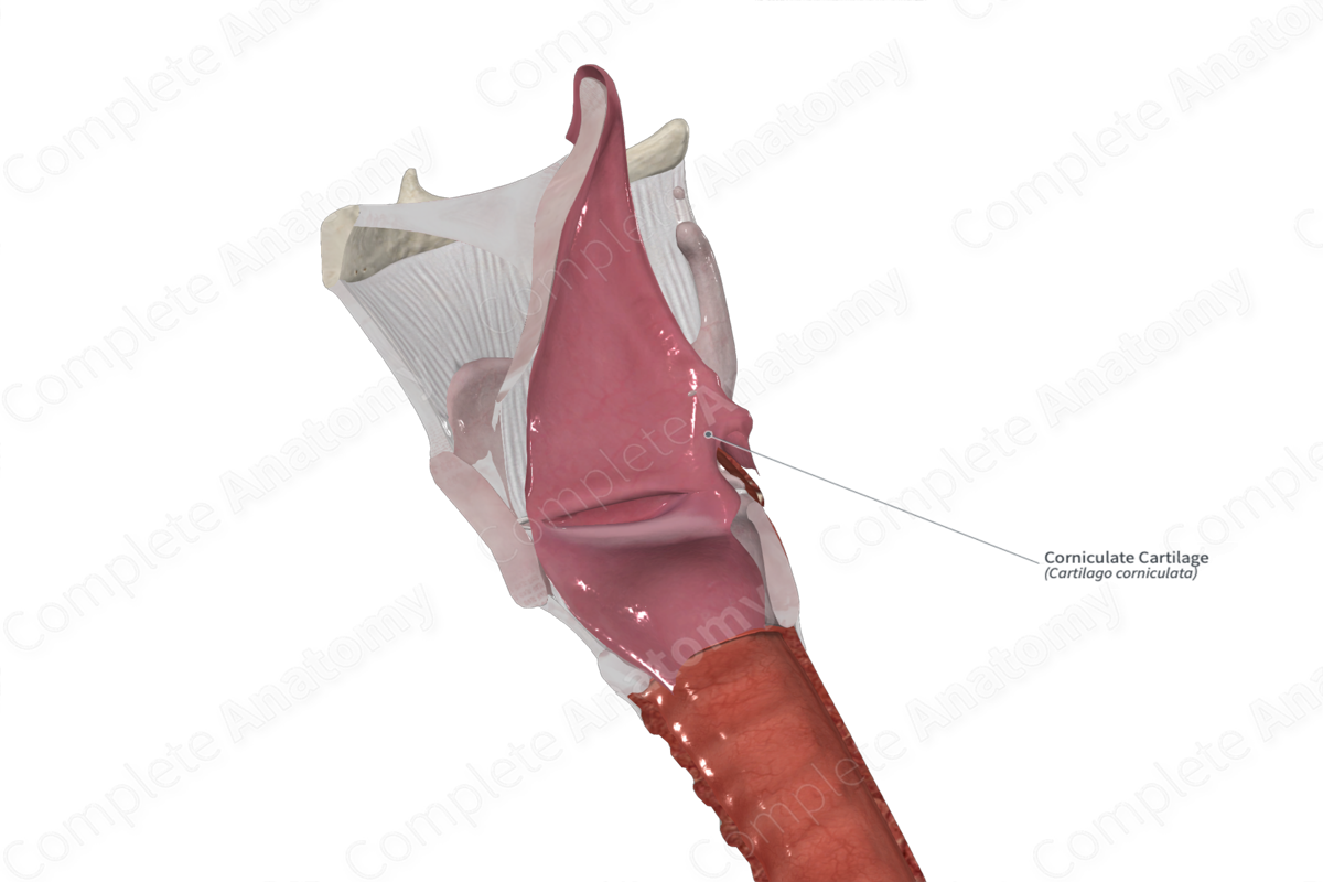 Corniculate Cartilage 