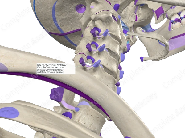 Inferior Vertebral Notch of Fourth Cervical Vertebra (Left)