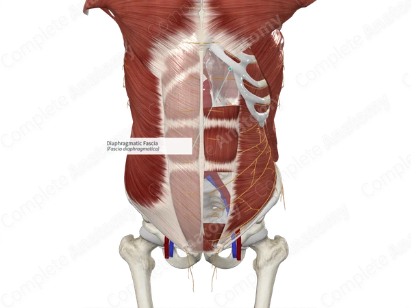 Diaphragmatic Fascia