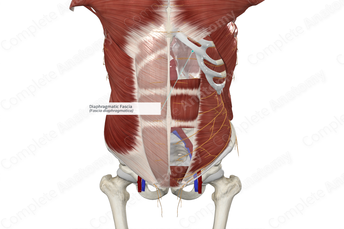 Diaphragmatic Fascia
