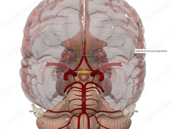Anterior Communicating Artery