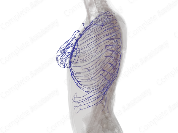 Veins of Thoracic Wall