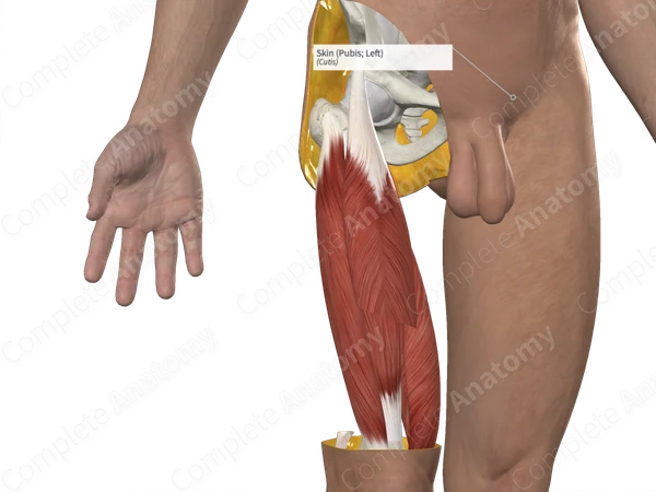 Skin (Pubis; Left)