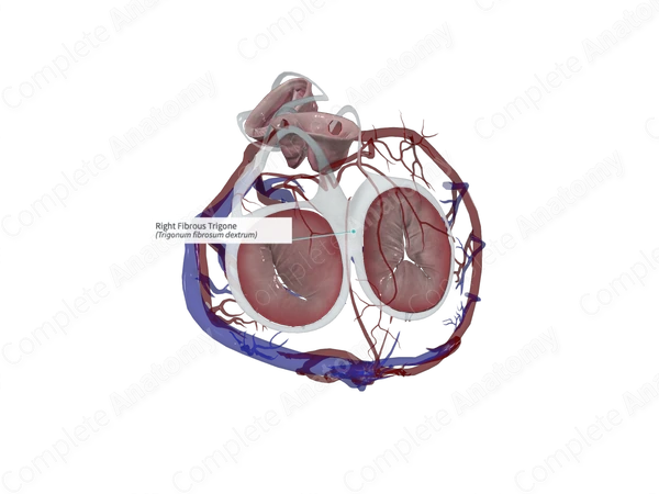 Right Fibrous Trigone