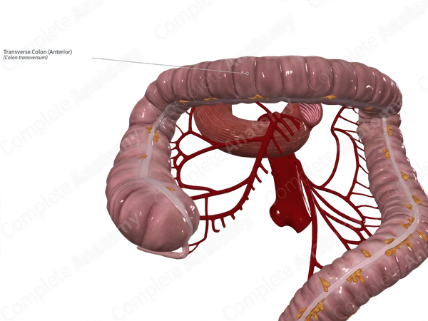 Transverse Colon (Anterior)