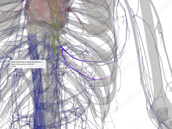Sixth Anterior Intercostal Vein (Left)