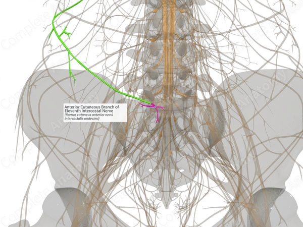 Anterior Cutaneous Branch of Eleventh Intercostal Nerve (Left)