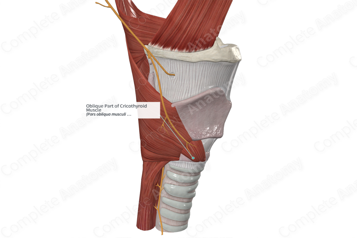 Oblique Part of Cricothyroid Muscle 