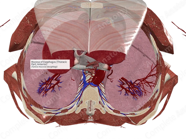 Mucosa of Esophagus (Thoracic Part; Anterior)