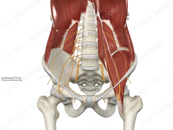 Lumbosacral Trunk 
