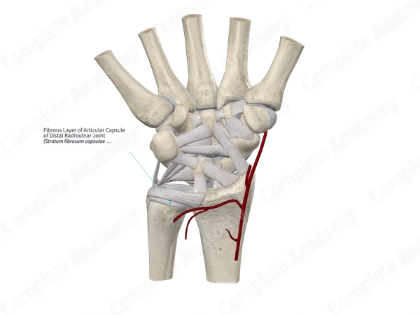 Fibrous Layer of Articular Capsule of Distal Radioulnar Joint