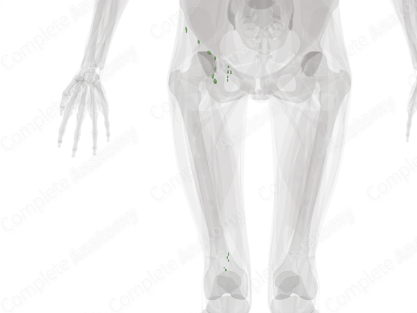 Lymph Nodes of Lower Limb (Left)