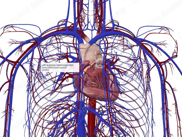 Left Superior Intercostal Vein