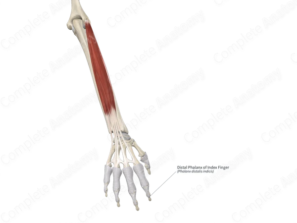 Distal Phalanx of Index Finger