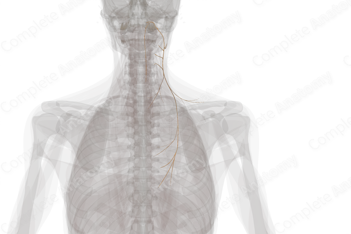 Accessory Nerve (Left)